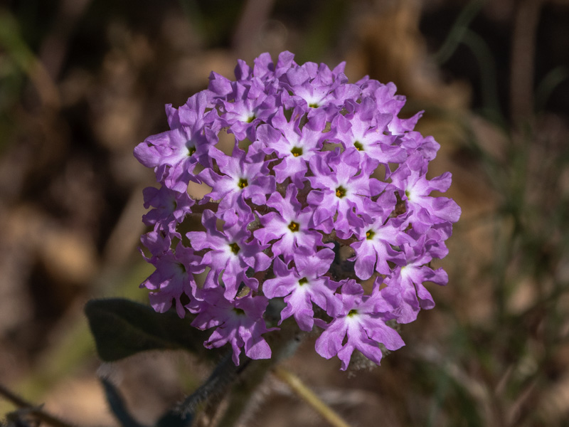 Desert Sand Verbena