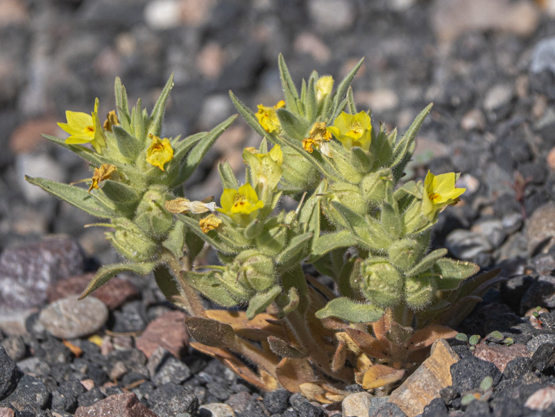 Antirrhinum mohavea