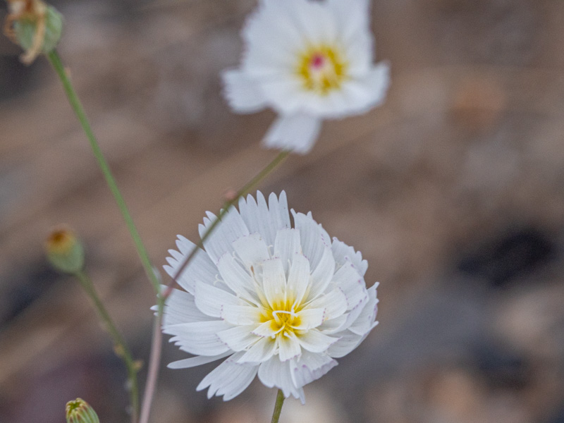 Atrichoseris platyphylla