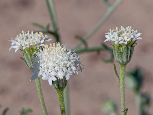 Chaenactis stevioides