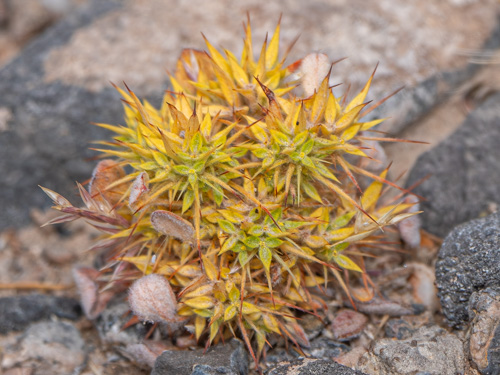 Chorizanthe rigida