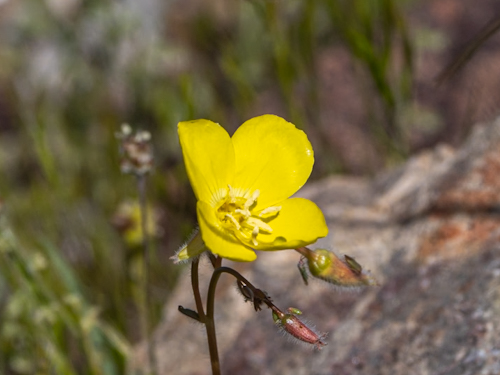 Chylismia brevipes