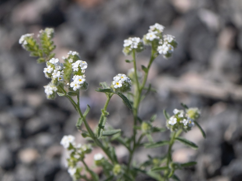 Cryptantha utahensis