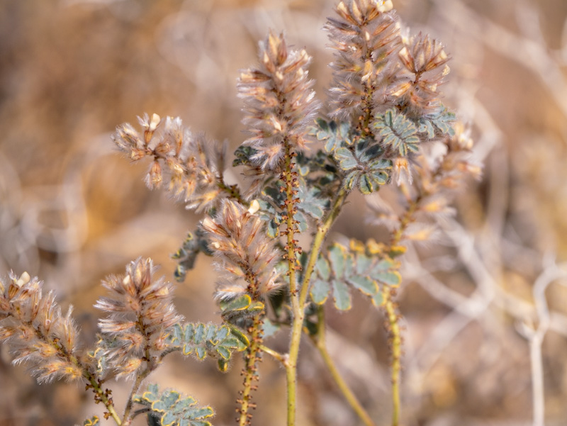 Dalea mollissima