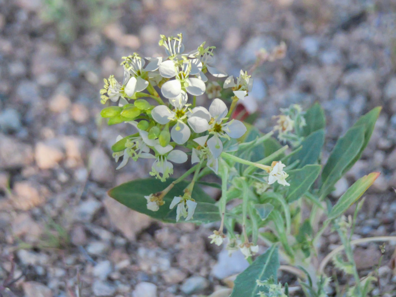 Eremothera boothii