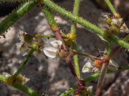 Eriogonum brachypodum