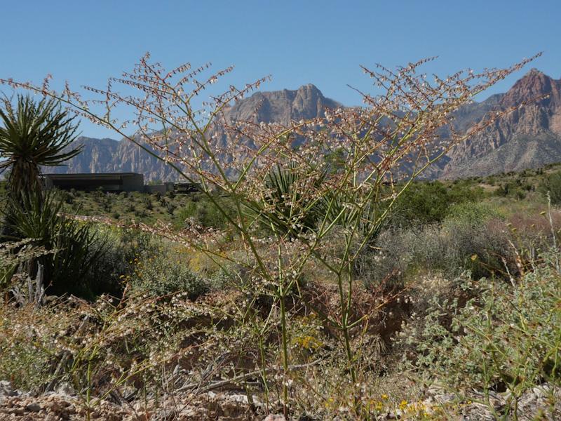 Eriogonum deflexum