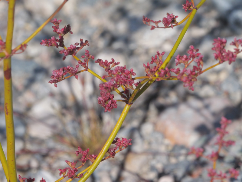 Eriogonum hoffmannii