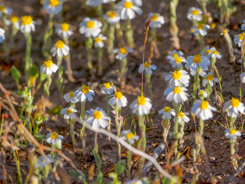 Eriophyllum lanosum