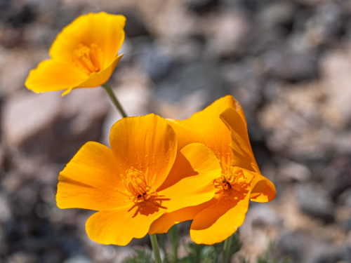 Eschscholzia californica
