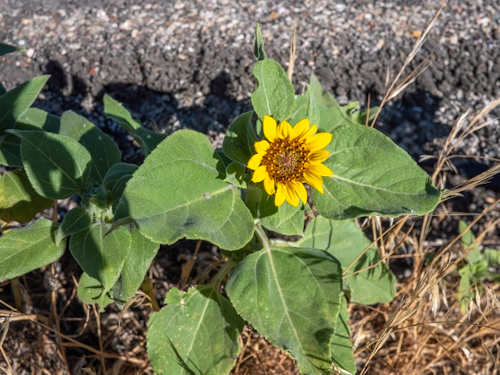 Common Sunflower