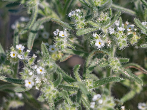 Johnstonella angustifolia