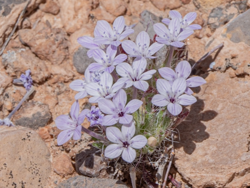 Langloisia setosissima sub. setosissima
