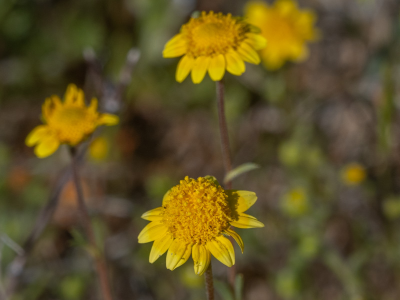 Lasthenia californica
