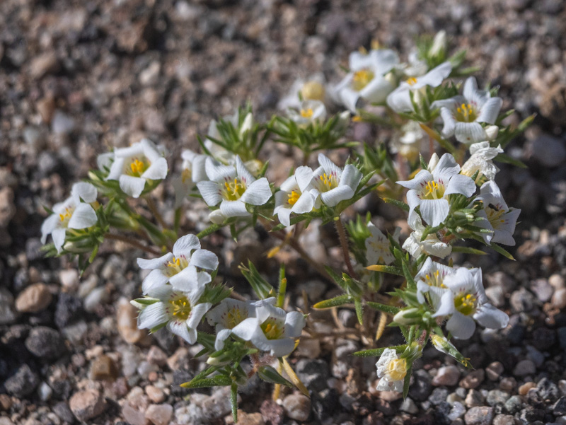 Linanthus demissus