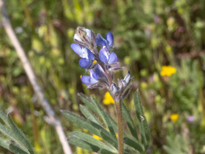 Lupinus bicolor
