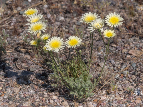Malacothrix glabrata