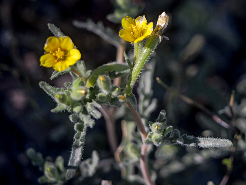 Mentzelia albicaulis