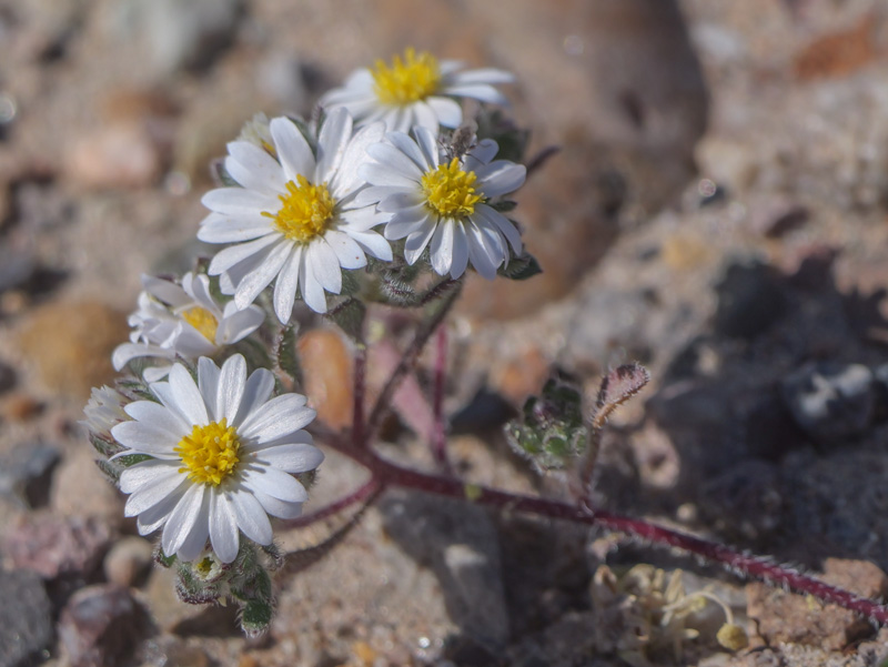 Monoptilon bellioides