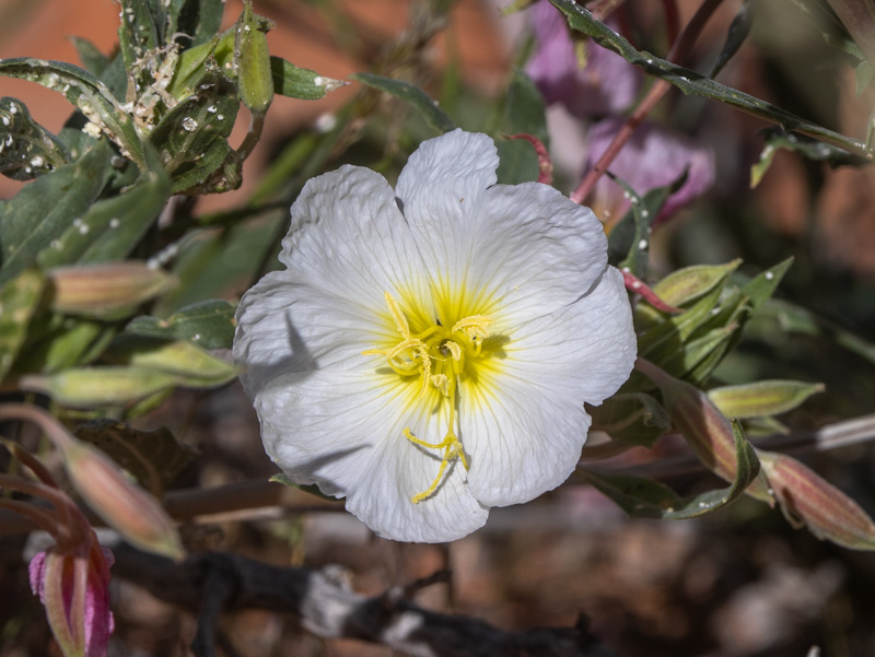 Oenothera deltoides