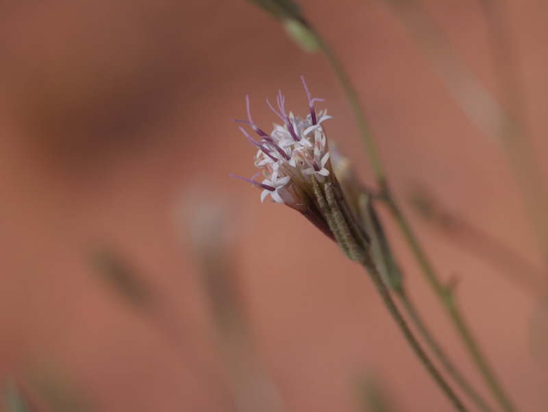 Palafoxia arida