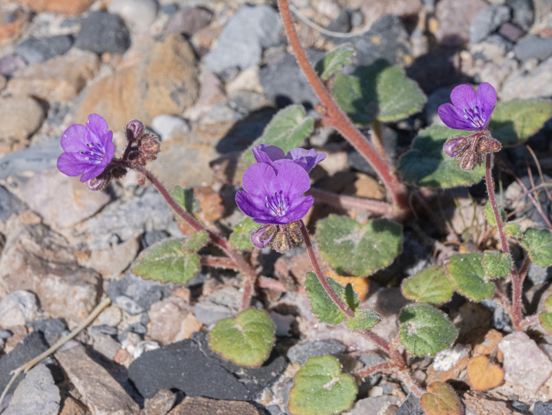 Phacelia calthifolia