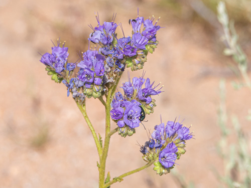 Phacelia crenulata