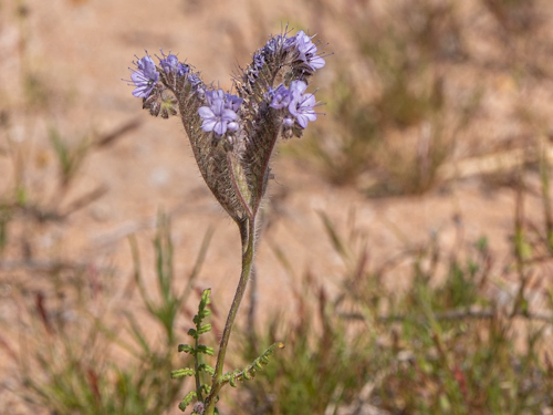 Phacelia tanacetifolia