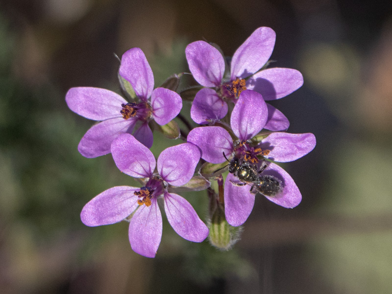 Streptanthella longirostris