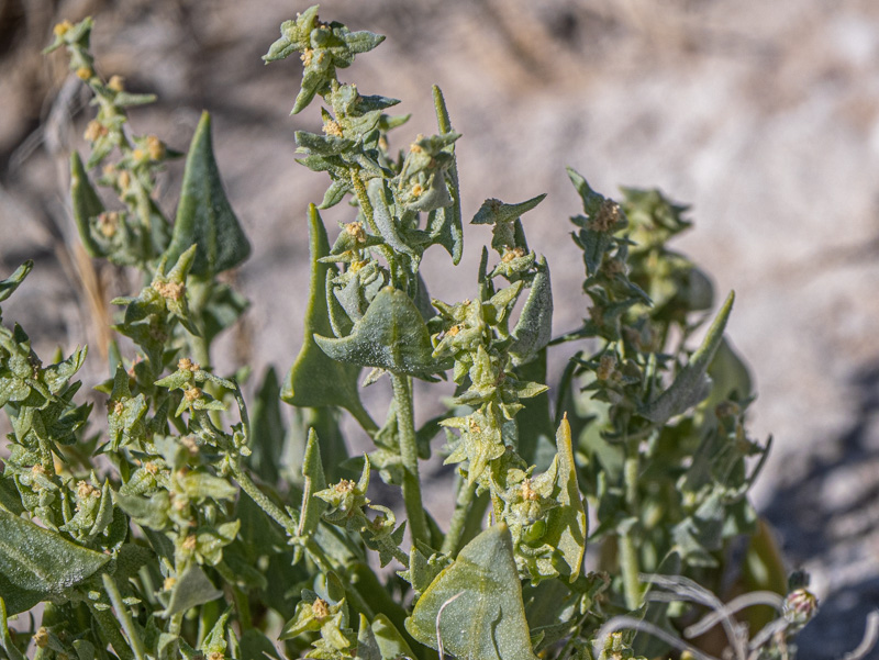 Stutzia covillei