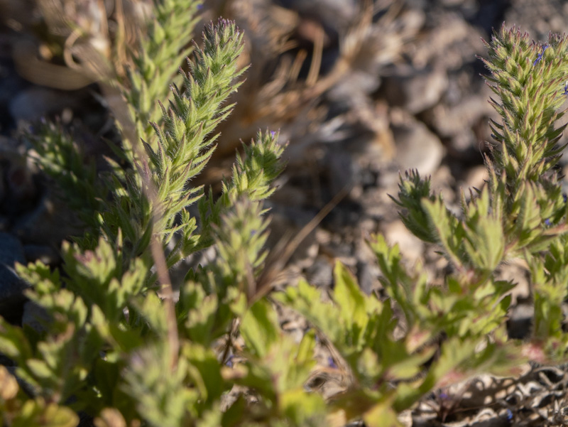 Verbena bracteata