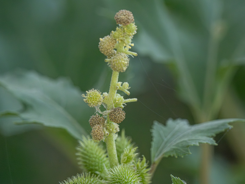Xanthium strumarium
