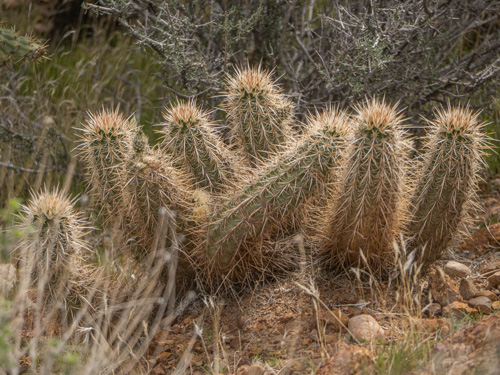 Echinocereus engelmannii