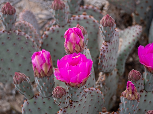 Opuntia basilaris