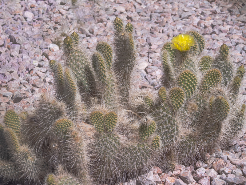 Opuntia diploursina