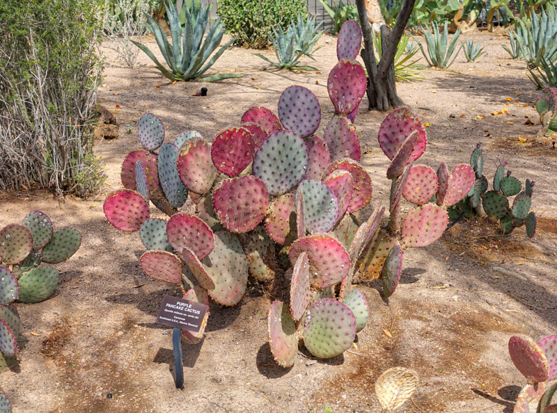 Opuntia gosseliniana