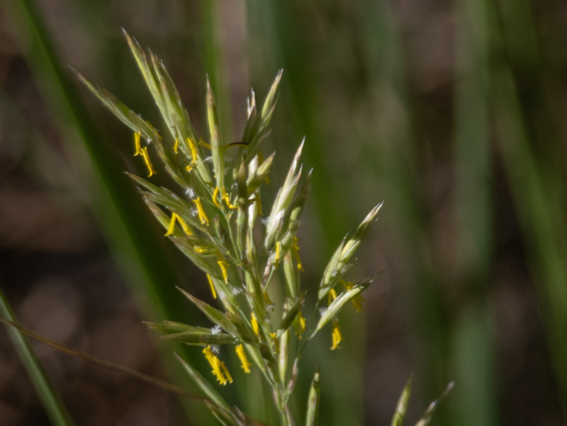 Bromus erectus