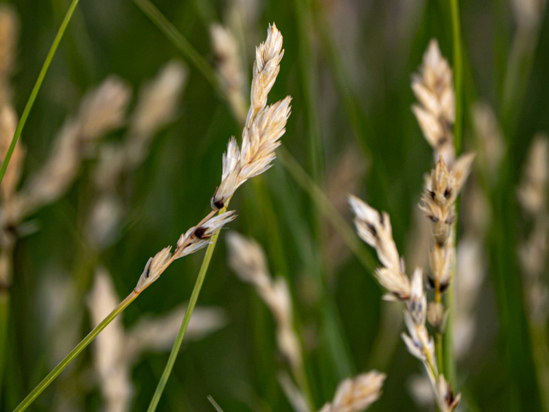 Clustered Field Sedge