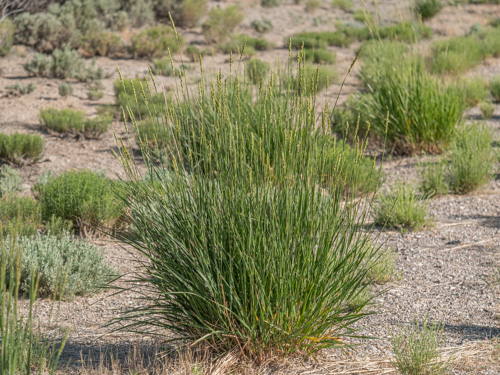 Leymus cinereus