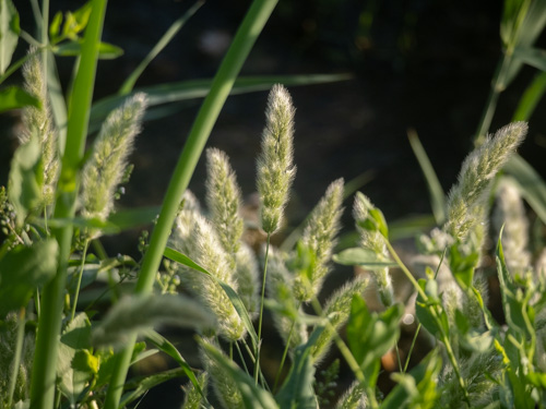 Polypogon monspeliensis
