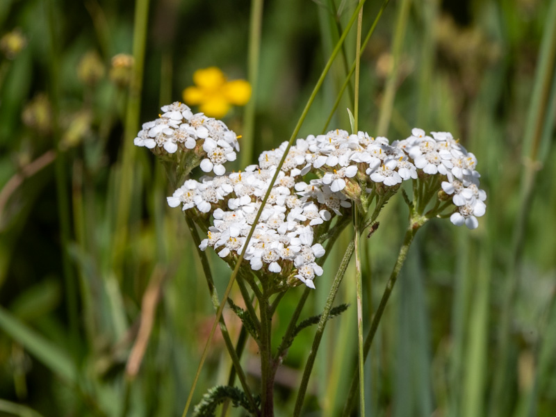 Achillea millefolium