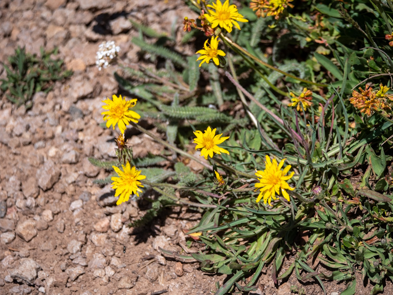 Agoseris glauca