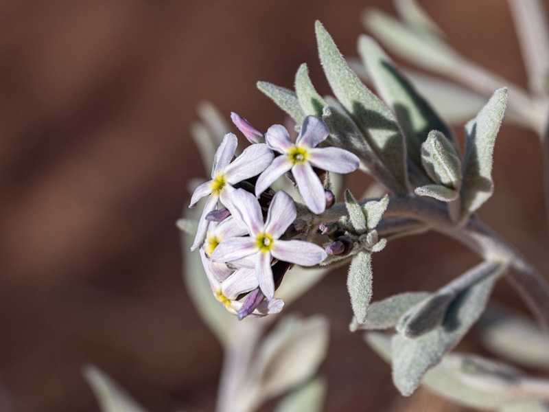 Amsonia tomentosa