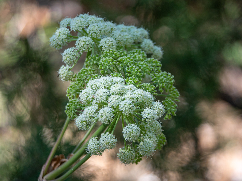 Angelica scabrida