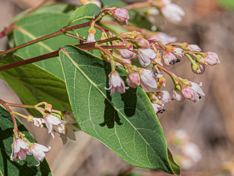 Spreading Dogbane