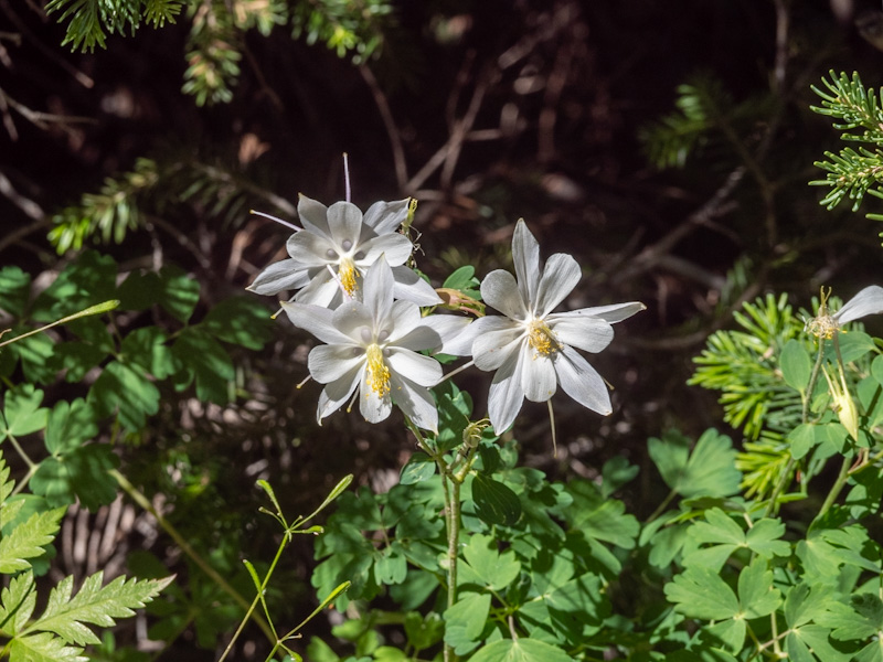 Aquilegia coerulea var. ochroleuca