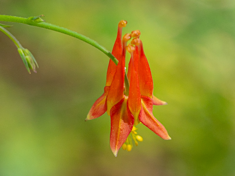 Aquilegia formosa