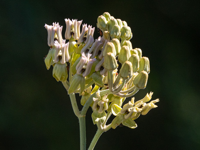 Desert Milkweed