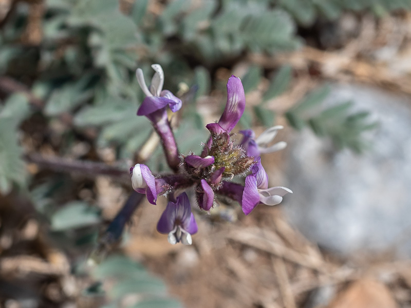 Astragalus oophorus var. clokeyanus
