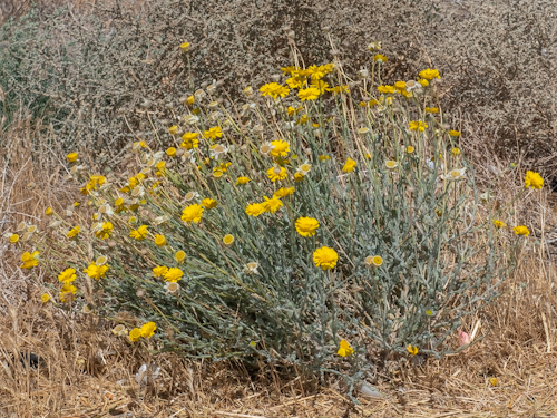 Baileya pleniradiata